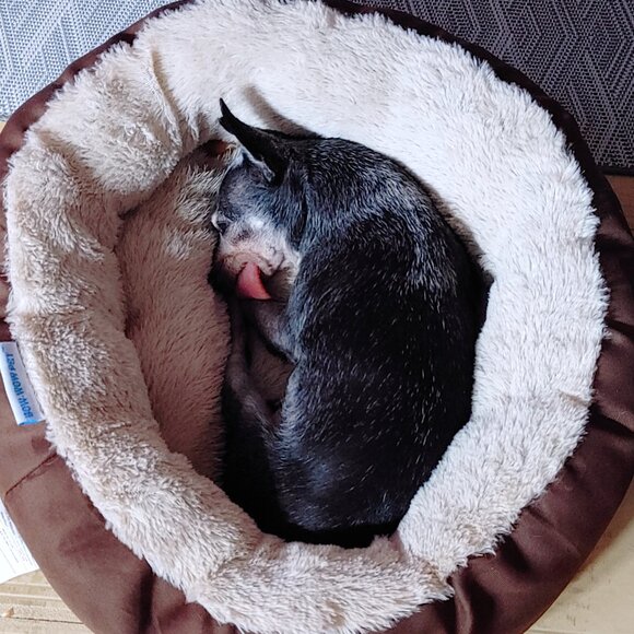 The Pepe' Animal Foundation !!!!! - Picture 7 of 12